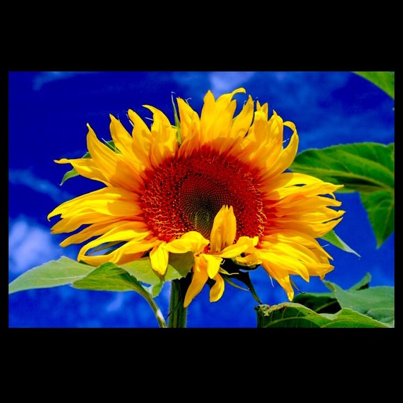 All items with sunflowers are 4/$10 when u bundle - Picture 1 of 2